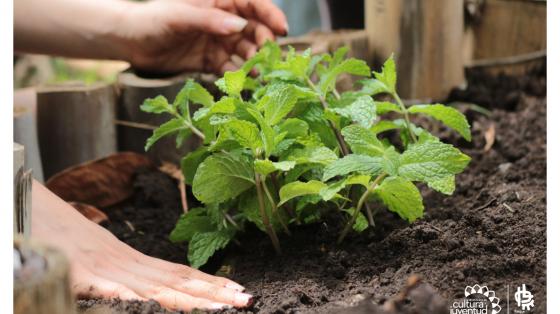 Persona cultivando en una huerta