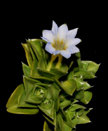 Gentiana bicentenaria 