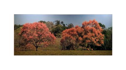 Eduardo Libby, “Paisaje”. Fotografía a color sobre madera, 2014.