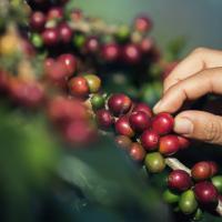 Café se une a la lista de símbolos  patrios costarricenses 