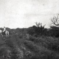 Sabanero en Hacienda La Catalina, 1904. Archivo Nacional de Costa Rica.
