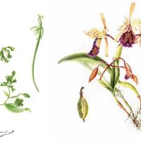 Exposición de acuarelas “Pictórico y Efímero: Ilustración botánica de orquídeas” abre el 06 de marzo, en el Museo de Arte Costarricense, La Sabana