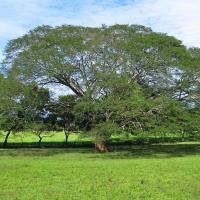 Decreto ejecutivo Nº 7, del 24 de agosto de 1959, declaró el árbol de Guanacaste como símbolo nacional de Costa Rica