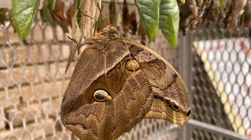 Mariposario del Museo Nacional de Costa Rica